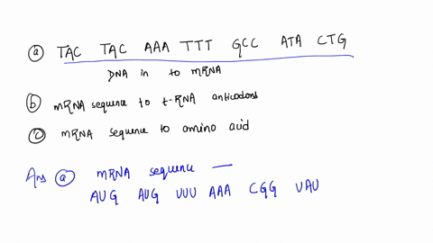 a-dna-sequence-tac-tac-aaa-ttt-gcc-ata-ctg-transcribe-the-dna-into-mrna-b-use-the-mrna-sequence-from-your-last-answer-to-determine-the-anti-codons-of-the-trnas-that-will-bring-the-amino-acid-33272