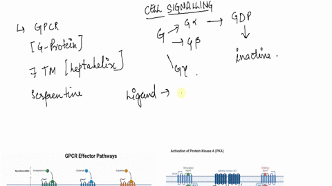 question-4-when-activated-a-g-protein-has-structure-that-forms-complete-complex-with-three-subunits-forms-transmembrane-domain-is-bound-to-gtp-dis-able-to-bind-to-extracellular-signals-quest-39726