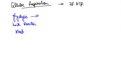 14-consideringall-thestages-of-cellular-respiration-glycolysis-pyruvate-oxidation-citric-acid-cycle-and-oxidative-phosphorylation-how-many-atp-molecules-are-produced-from-one-glucose-molecul-57313