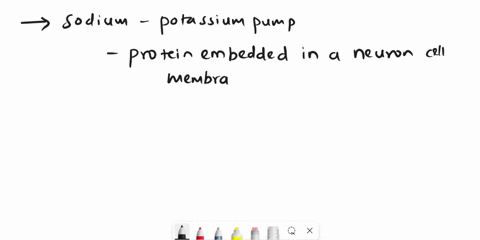 how-does-the-sodium-potassium-pump-and-the-properties-of-the-membrane-lead-to-the-resting-potential-of-a-neuron-39711