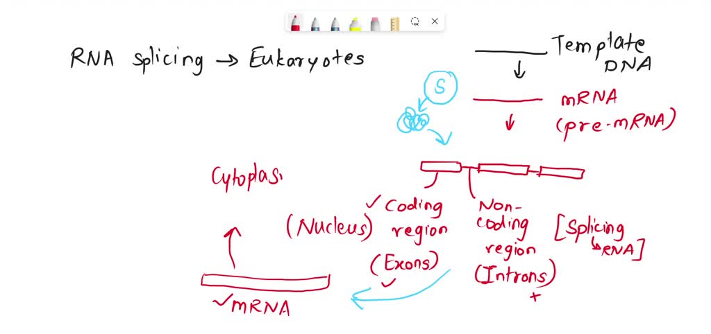 SOLVED: Question 12 13pts Eukaryotic pre: mRNA molecules are processed ...