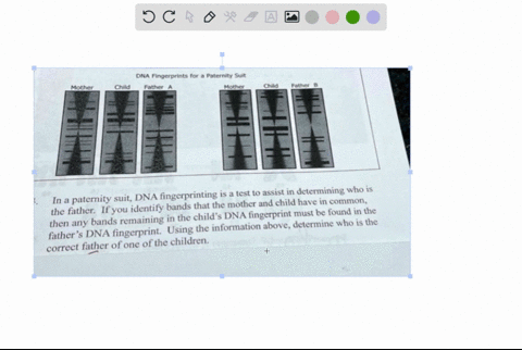 dna-fingerprints-for-paternity-suit-child-father-mother-mother-cnilo-father-is-a-test-to-assist-in-determining-who-is-in-paternity-suit-dna-fingerprinting-the-father-if-you-identify-bands-th-40051