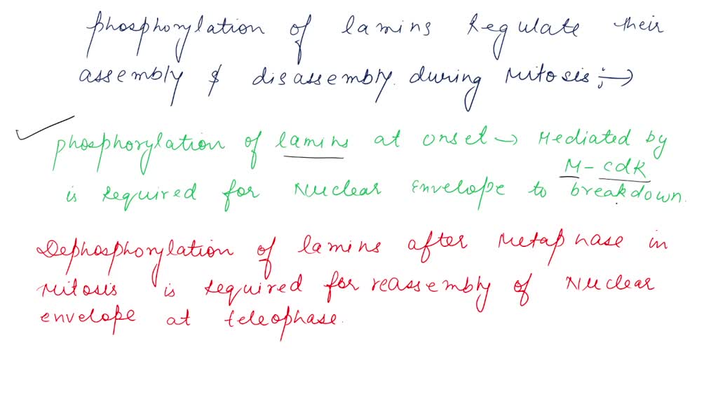 SOLVED: Phosphorylation of nuclear lamins regulates their assembly and ...