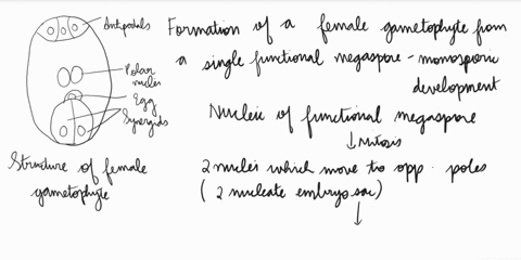 what-is-meant-by-the-monosporic-development-of-female-gametophyte-explain-the-development-of-female-gametophyte-with-well-labelled-diagrams-50225