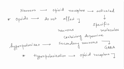 which-of-the-following-will-cause-hyperpolarization-in-neurons-that-have-opioid-receptors-select-all-that-apply-group-of-answer-choices-a-an-opioid-b-adenylyl-cyclase-inhibitor-c-okadaic-aci-50691