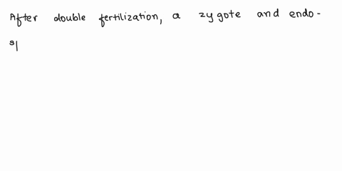8-after-double-fertilization-a-zygote-and_-form-a-an-ovule-b-endosperm-a-cotyledon-d-a-suspensor-59035