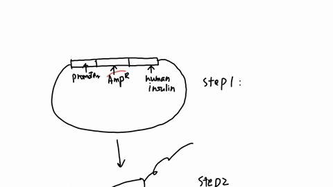 36-a-research-scientist-carries-out-the-following-procedure-step-1-plasmids-are-generated-using-restriction-enzymes-and-dna-ligase-the-plasmids-include-these-segments-of-dna-a-promoter-an-am-54213