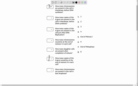 question-1-1-point-you-are-studying-a-diploid-organism-2n-4-to-learn-more-about-mitosis-gene-a-is-on-chromosome-1-and-gene-b-is-on-chromosome-2-an-individual-cell-that-is-heterozygous-for-bo-36492