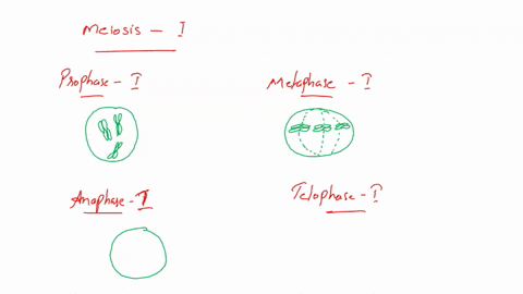 draw-a-one-representative-cell-having-3-pairs-of-homologous-chromosomes-in-all-of-the-stages-of-mitosis-meiosis-i-and-meiosis-ii-prophase-metaphase-anaphase-and-telophase-33208