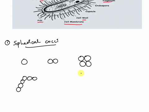 label-the-following-structures-if-present-cell-membrane-cell-wall-cyloplasm-flagellum-nucleoid-nucleus-pili-plasmid-ribosomes-2-describe-the-three-different-shapes-of-the-bacteria-46424