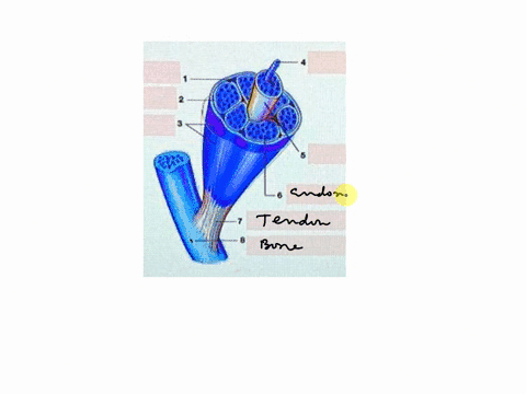build-a-muscle-use-the-terms-listed-below-to-label-the-diagram-of-a-muscle-provided-musele-terms-blood-vessel-bone-endomysium-epimysium-perimysium-fascicle-musele-cellfiber-tendon-83642