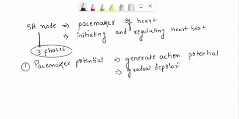 explain-in-detail-the-sa-node-action-potential-the-three-phases-44717