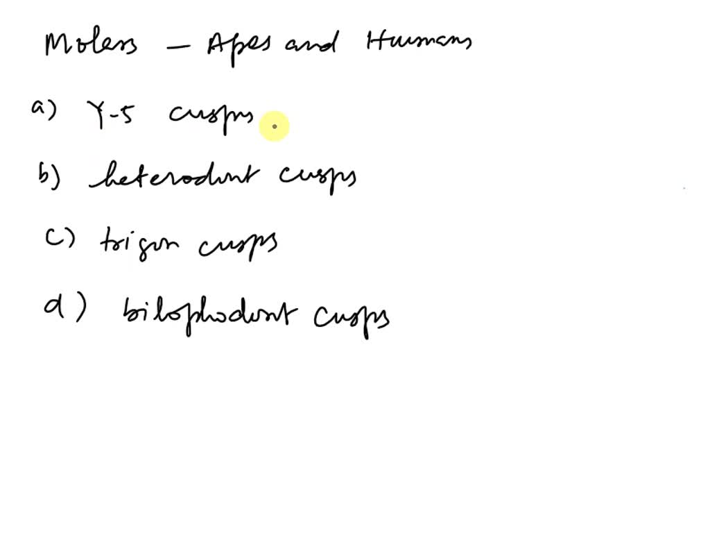 SOLVED The molars of apes and humans have this pattern y5 cusps heterodont cusps trigon cusps