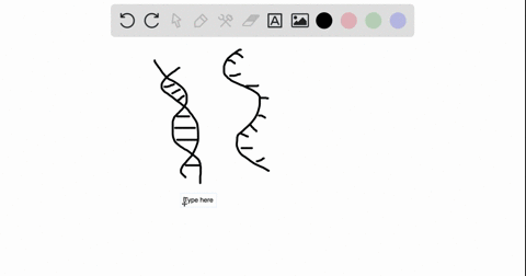 what-base-pairs-do-dna-and-rna-share-and-what-is-different-02719