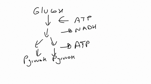 which-of-the-following-stages-of-cellular-respiration-involve-cytochromes-i-glycolysis-ii-krebs-cycle-iii-electron-transport-chain-a-iii-only-b-ii-and-iii-only-c-i-only-d-i-ii-and-iii-e-ii-o-91991