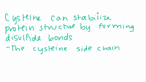 which-of-the-following-amino-acids-can-stabilize-protein-structure-by-forming-disulphide-bonds-a-alanine-b-lysine-c-cysteine-d-arginine-89357
