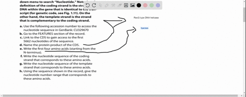1-for-this-exercise-you-will-need-to-access-genbank-by-going-to-the-ncbi-website-and-using-the-drop-down-menu-to-search-nucleotide-note-that-the-definition-ofthe-coding-strand-is-the-strand-00019
