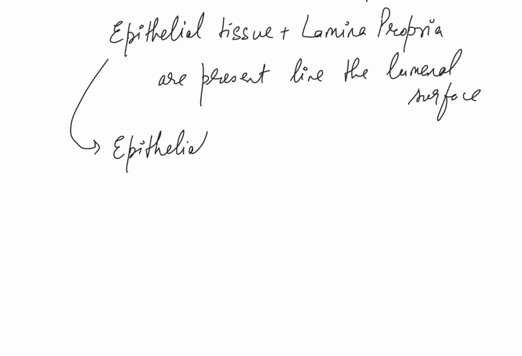 SOLVED The membrane that lines the lumenal surfaces of the digestive