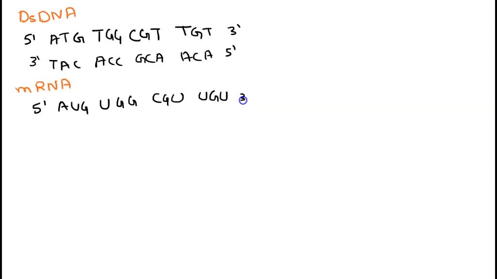 SOLVED: The table below is based on a segment of the transcribed region ...