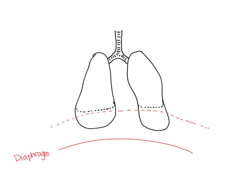 when-the-diaphragm-contracts-the-size-of-the-thoracic-cavity-________-the-pressure-inside-the-thoracic-cavity-________-and-air-flows-________-the-lungs-decreases-drops-out-of-decreases-rises-55197