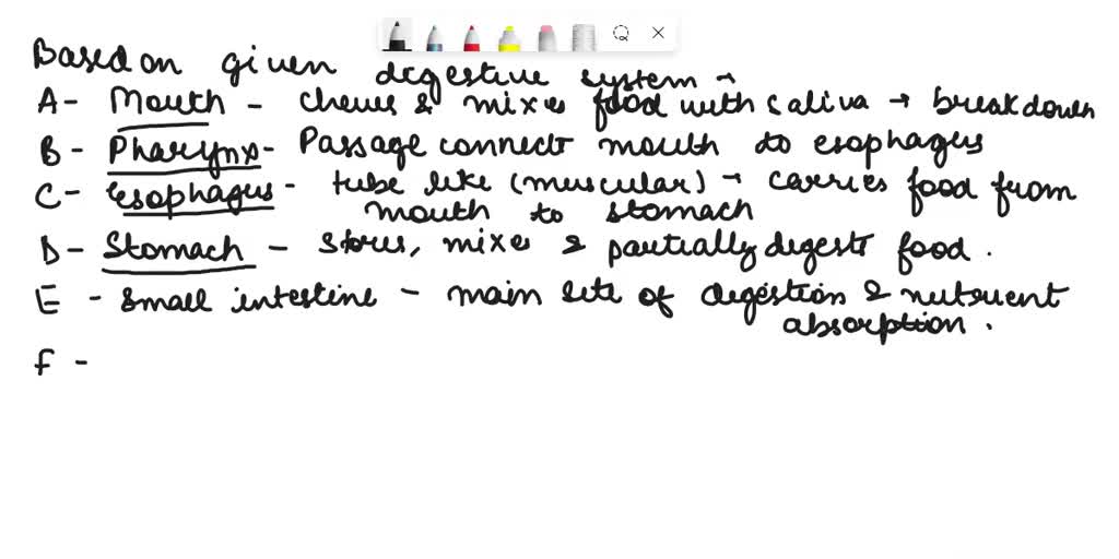 SOLVED Texts Digestive System Concept Map absorb nutrients