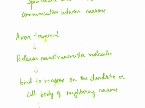 describe-how-the-nerve-cells-connect-to-one-another-in-an-aplysia-nervous-system-31474
