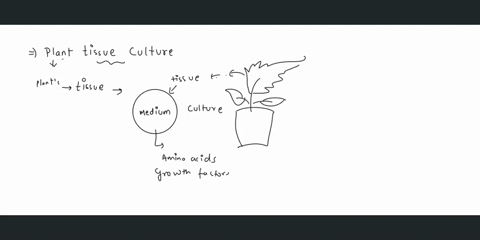 plant-tissue-culture-takes-advantage-of-a-a-difference-in-flower-structure-b-sexual-reproduction-c-g-39414