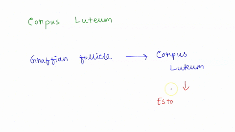 what-forms-the-corpus-luteum-and-what-hormones-does-it-secrete-the-corpus-albicans-becomes-the-corpus-luteum-after-ovulation-and-secretes-estrogen-and-progesterone-the-cumulus-oophorus-becom-96408