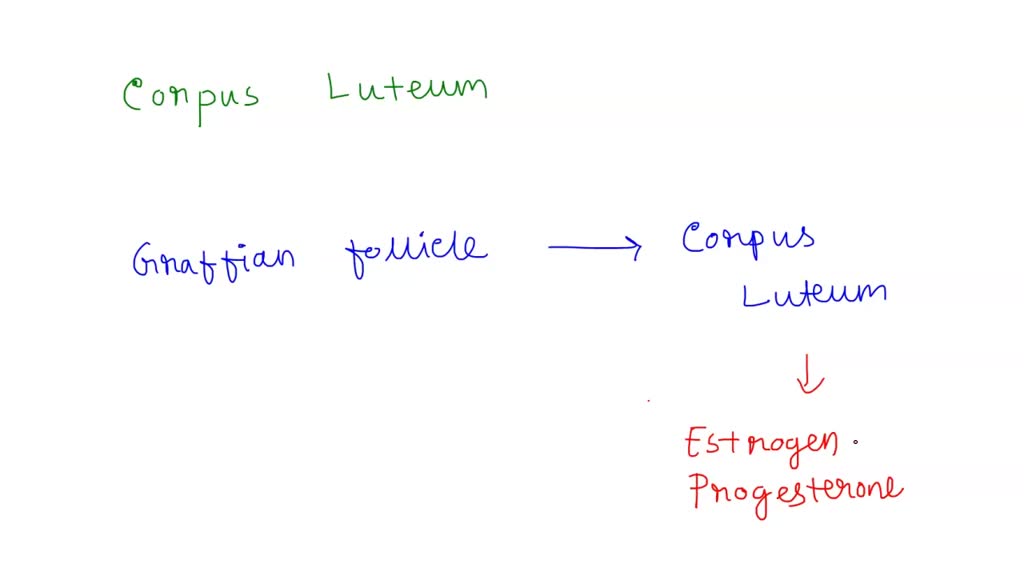SOLVED: What forms the corpus luteum and what hormones does it secrete ...
