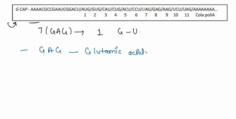 look-at-the-sequence-of-the-mrna-of-the-8-subunit-of-hemoglobin-and-answer-what-would-happen-if-a-mutation-occurs-in-codon-7-gag-that-codes-for-glutamic-acid-that-changes-the-first-letter-of-74229