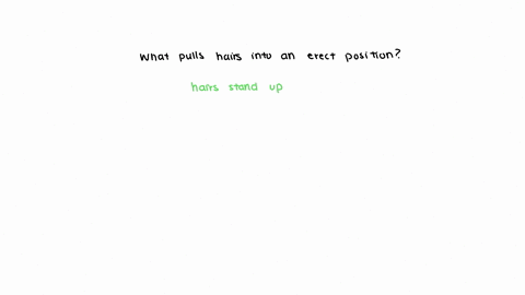 what-pulls-hairs-into-an-erect-position