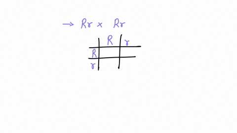 use-punnett-quare-to-determine-all-of-the-offspring-genotypes-and-their-relative-frequencies-from-the-following-crosses-draw-your-punnet-squares_-a-rrx-rr-b-rbbdd-x-rrbbdd-rrdd-x-rrdd-69333
