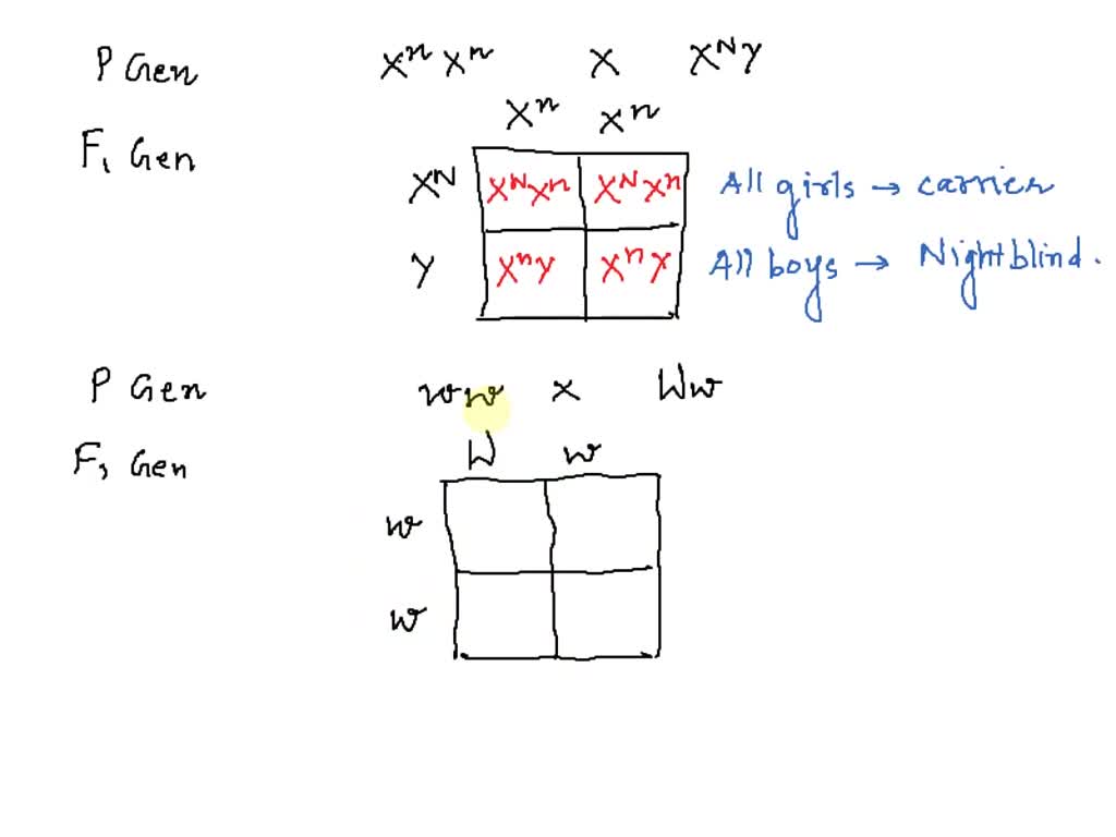 Sex Linkages: In humans, there is a recessive, sex-linked allele for night-blindness.  The normal