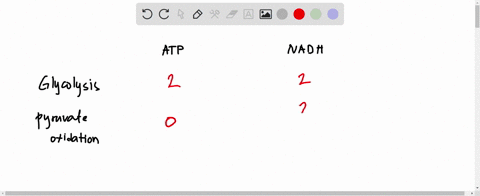 complete-this-chart-for-one-molecule-of-glucose-matks-cellular-respiration-step-glycolysis-atp-produced-nadh-produced-pyruvate-oxidation-krebs-cycle-oxidative-phosphorylation-13074