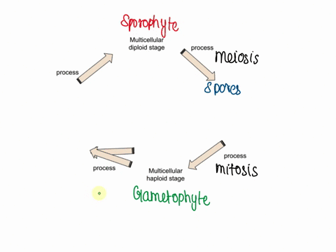 diagram-a-general-life-cycle-for-a-plant-also-known-as-the-alteration-of-generations-life-cycle-use-the-word-bank-below-all-words-should-be-used-in-your-diagram-gamete-gametophyte-meiosis-mi-43505