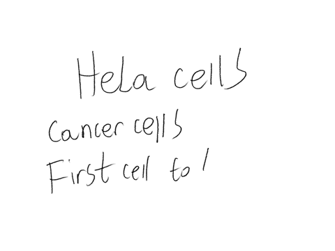 1what-are-hela-cells-why-are-they-so-important-to-medical-science2why-were-the-lackses-so-upset-when-they-first-heard-about-hela-cells-39006
