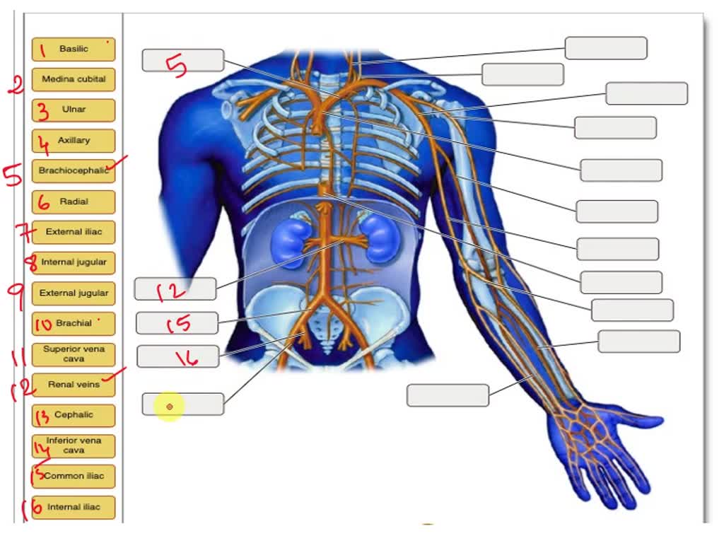 SOLVED: Please label this: Identify the veins shown in the proximal ...