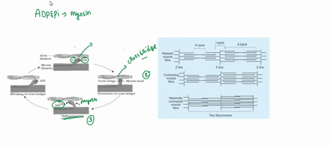 as-adp-and-are-released-from-a-myosin-head-a-actin-filaments-move-toward-the-h-zone-b-myosin-cross-2-59522