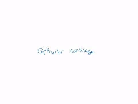 in-the-various-forms-of-arthritis-which-tissue-within-a-synovial-joint-is-damaged-to-lead-to-the-complications-and-pain-of-arthritis-question-1-options-meniscus-bone-articular-cartilage-synovial-membr