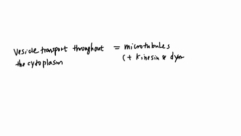 in-the-following-table-distingulsh-between-the-three-different-types-of-protein-fibres-that-make-up-the-cytoskeleton-begintabularcccc-hline-microtubules-microfilaments-intermediate-filaments-hline-pro