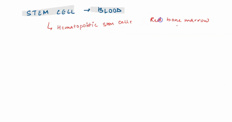what-stem-cells-give-rise-to-all-of-the-cells-found-in-blood-where-do-thesestem-cell-reside-givbeconexamples-precursor-cells-produced-by-these-stem-cells-and-the-cell-types-these-precursors-63763