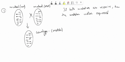 you-performed-a-genetic-screen-in-celegans-and-found-two-mutations1-and-2-that-cause-antisocial-behavioryou-want-to-learn-whether-these-are-mutations-in-the-same-gene-or-different-genesso-yo-16855