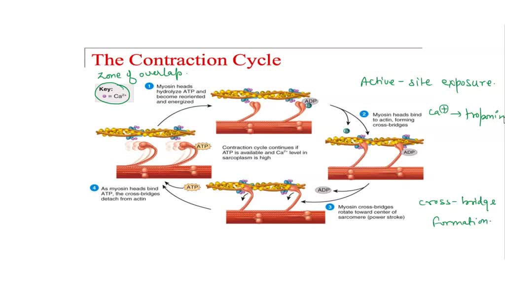 solved-list-the-four-steps-of-the-muscle-contraction-cycle-order-of