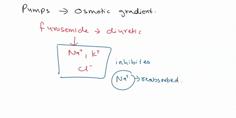 ultimately-if-you-inhibit-the-pumps-that-controlthe-osmotic-gradient-what-will-happen-to-the-patient-more-salt-and-water-in-the-urine-than-usual-less-sait-and-water-in-the-urine-than-usual-m-65215
