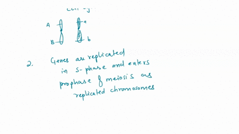 diagram-and-explain-how-two-genes-with-different-alleles-aa-and-bb-on-different-chromosomes-g0-through-the-process-of-meiosis-71045