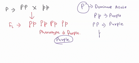 when-mendel-crossed-a-pure-breeding-purple-flower-with-a-pure-breeding-white-flower-the-p-generation-all-the-resulting-offspring-the-f1-generation-were-purple-if-these-f1-flowers-were-crosse-81522