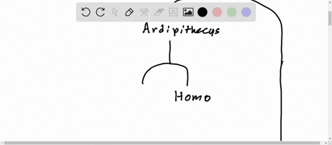 outline-the-current-branching-sequence-of-human-evolution-citing-the-latest-discoveries-such-as-homo-naledi-homo-denisova-homo-neanderthalensis-and-other-possible-archaic-humans