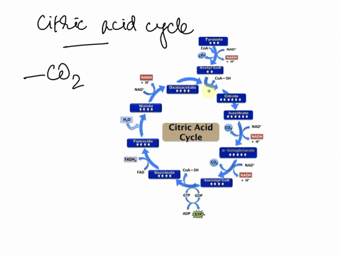 17-which-of-the-following-conversions-during-citric-acid-cycle-are-accompanied-by-release-of-co-a-fumarate-to-malate-b-malate-to-oxaloacetate-c-a-ketoglutarate-to-succinyl-coa-d-succinate-to-71974