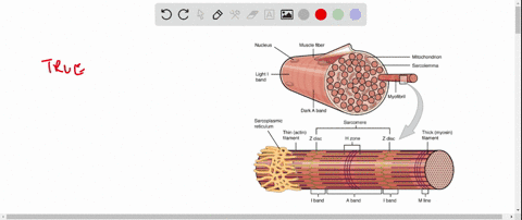 smooth-muscle-can-develop-tension-even-when-considerably-stretched-because-the-thin-filaments-stil-2-76908