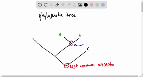 the-phylogenetic-tree-illustrates-the-relationship-between-humans-and-our-closest-living-relatives-the-tree-was-based-on-biochemical-comparisons-including-dna-and-amino-acid-sequences-accord-83053
